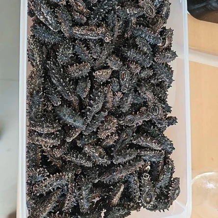 Дальневосточный трепанг (сушеный)