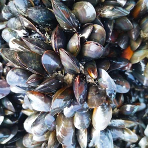 Мидия тихоокеанская