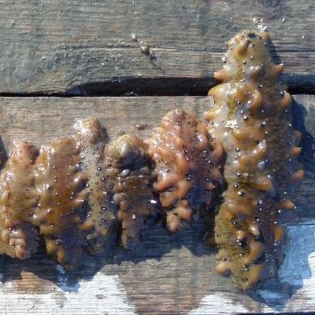 Дальневосточный трепанг