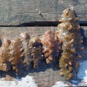 Дальневосточный трепанг