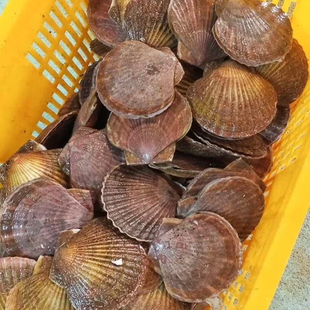 Гребешок приморский