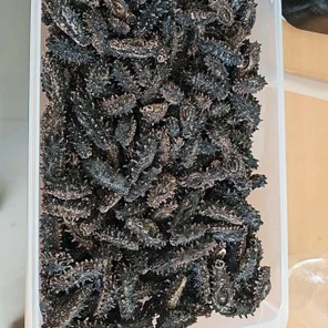 Дальневосточный трепанг (сушеный)