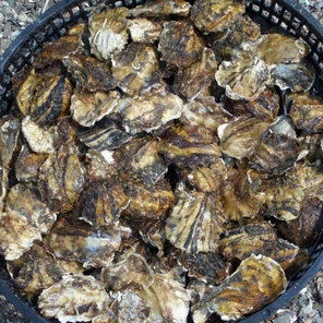 Тихоокеанская устрица